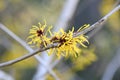 Chinese witch hazel, Hamamelis mollis Boskoop, yellow flowers